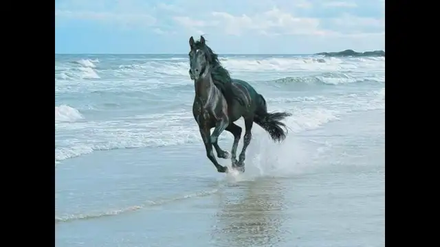 Wildfire - Michael Martin Murphy