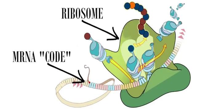 Vaccination Termination