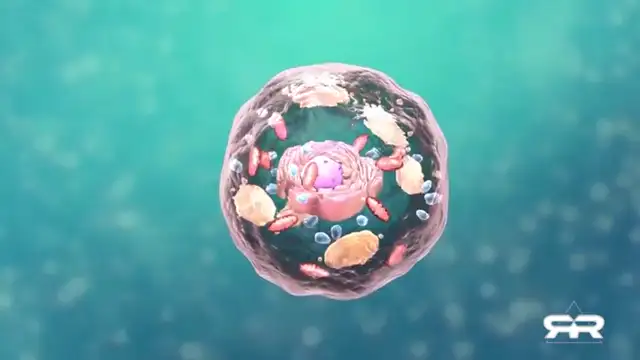 The Miraculous Nature of Water