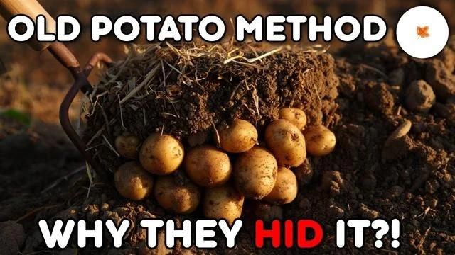 The Lost Potato Method That Produces Massive Yields Effortlessly
