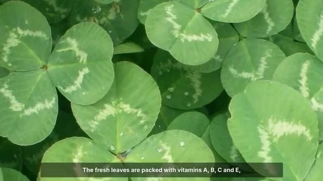 This Plant Grows Everywhere, Can Feed Everyone, And Is Treated As A Nuisance By Two Legged Pests