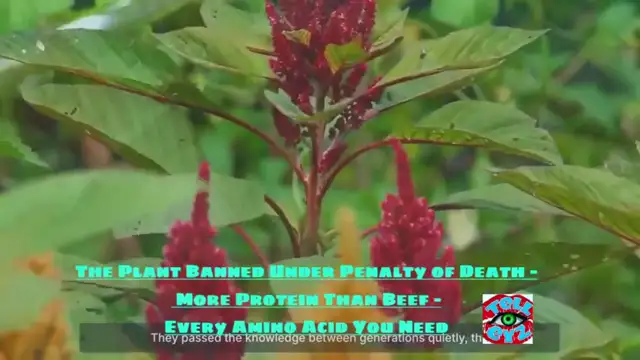 PLANT BANNED !!!! UNDER PENALTY OF DEATH !!!!