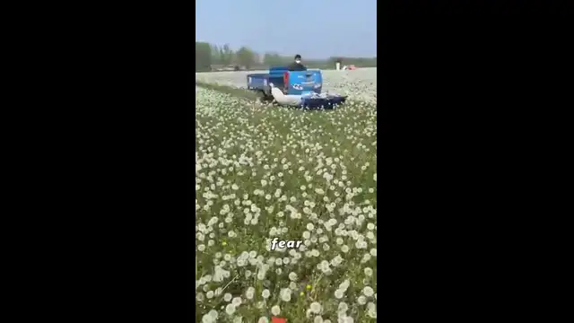 Info On Dandelions And Its Uses