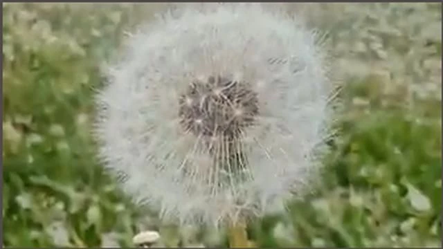Info On Dandelions And Its Uses